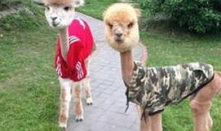 羊驼多少钱 羊驼多少钱